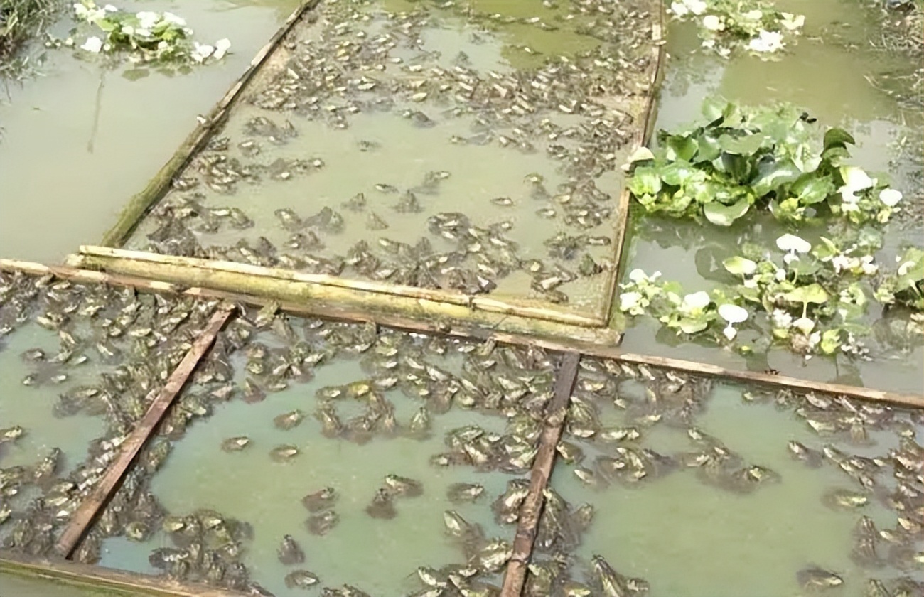 农村小伙创业养青蛙,打工小伙养殖青蛙