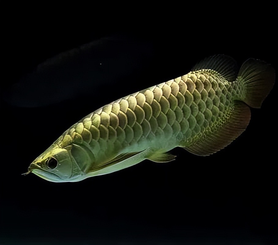 79年的羊养几条风水鱼好,71年八月生属猪人养几条风水鱼好