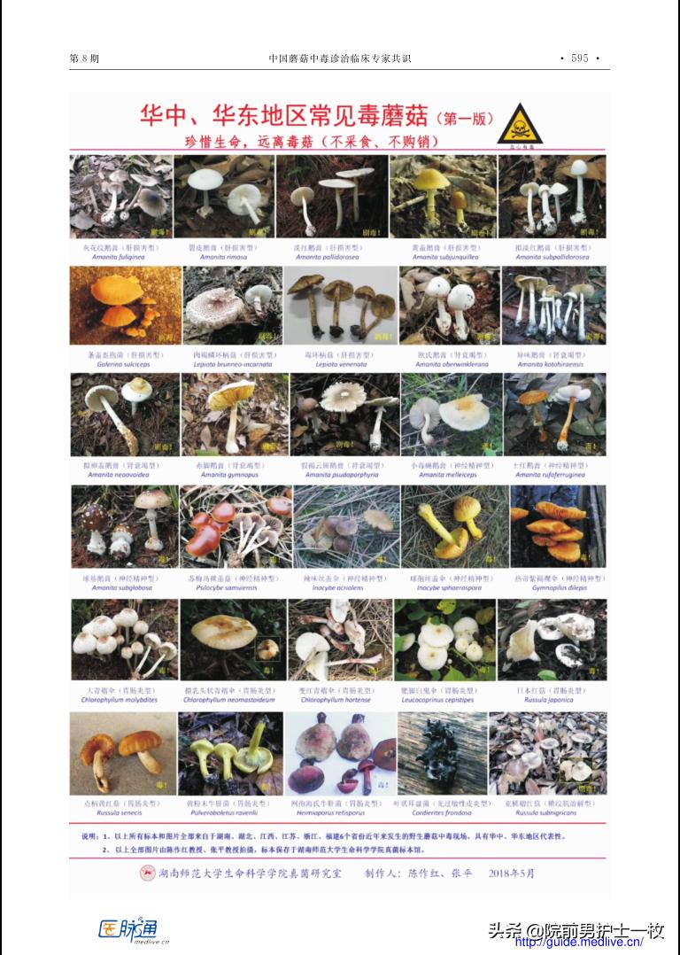 蘑菇中毒最常见品种,有毒蘑菇的八种识别方法