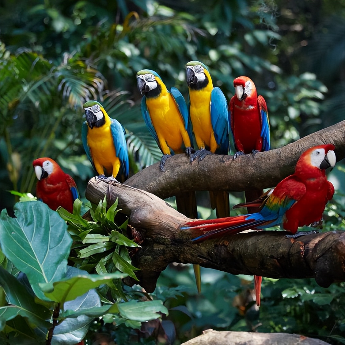 住野趣C位-广州长隆酒店！含高级客房+童趣乐园+广州长隆园区门票