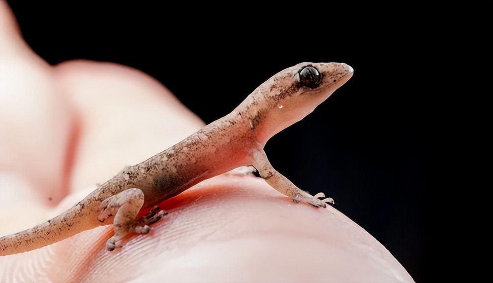 五毒之一的壁虎,有几些壁虎是有毒的