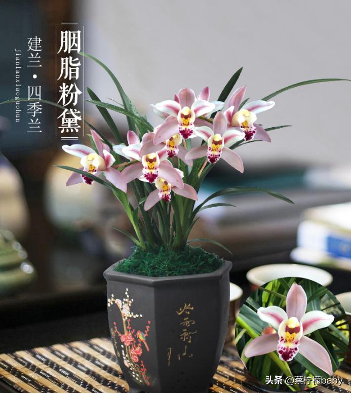 分享五种漂亮花卉,分享一款好看的月季