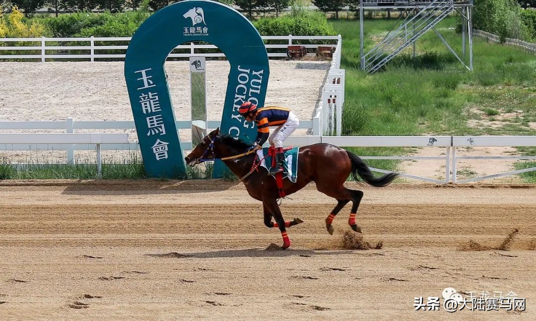 两匹2岁国产马千米跑进1分05秒！2023玉龙第7赛事日战报出炉
