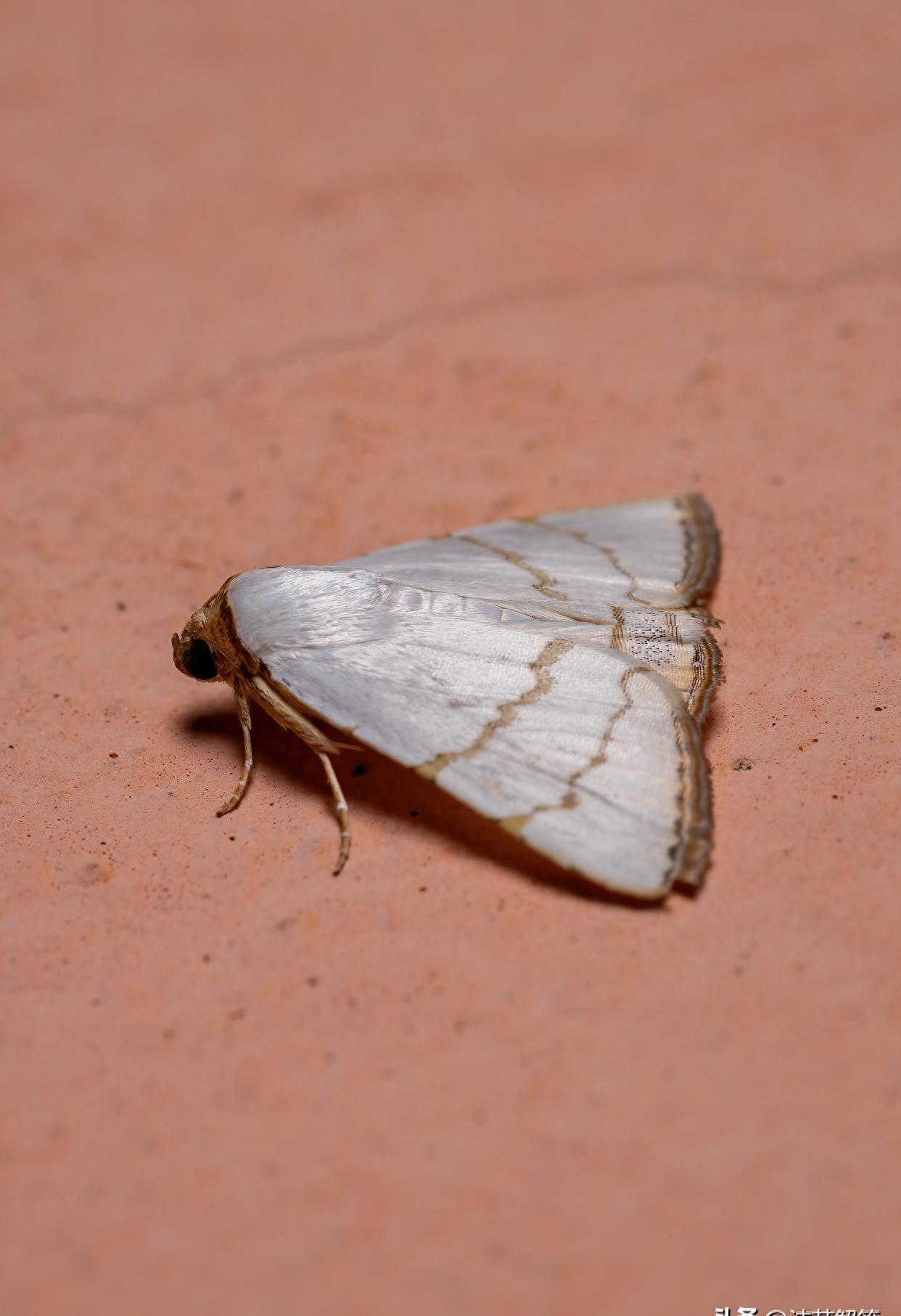 巧妙制胜！消灭烦人小飞蛾！