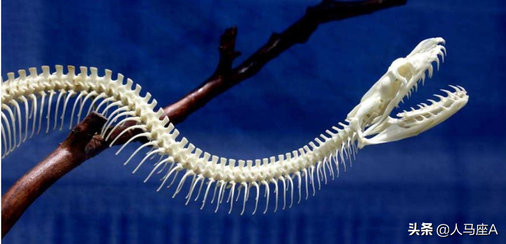 广东一家里出现3米长眼镜蛇,250厘米长眼镜蛇潜入家中惊心动魄