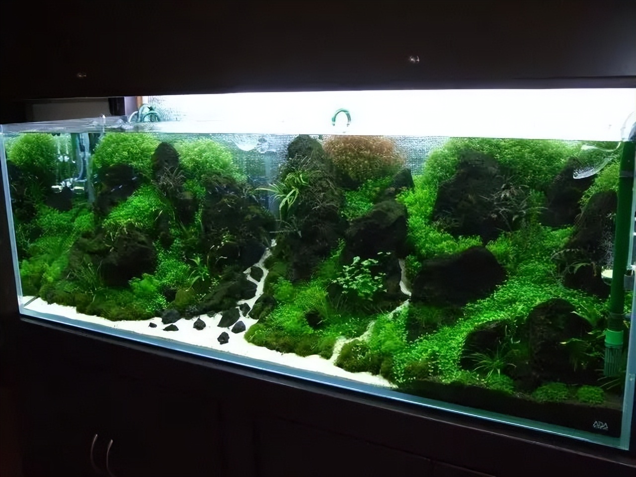 种水草教程什么时候放肥,水草怎么种比较好