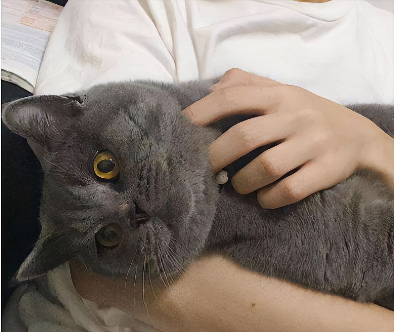 买英短要注意什么,英短猫怎么辨别