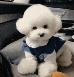 养比熊需要注意什么问题,养比熊要注意什么问题