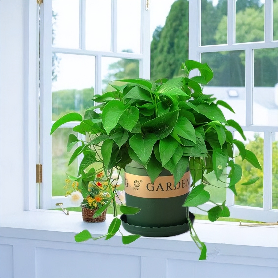 18种净化空气适宜家中养殖的花,能净化空气的家养花