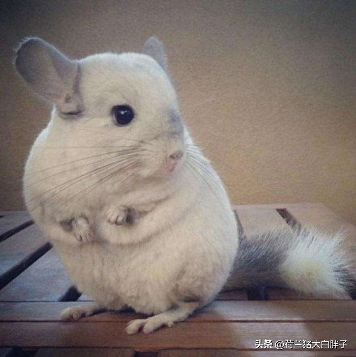 养龙猫的十大坏处,宠物龙猫怎么养攻略教程