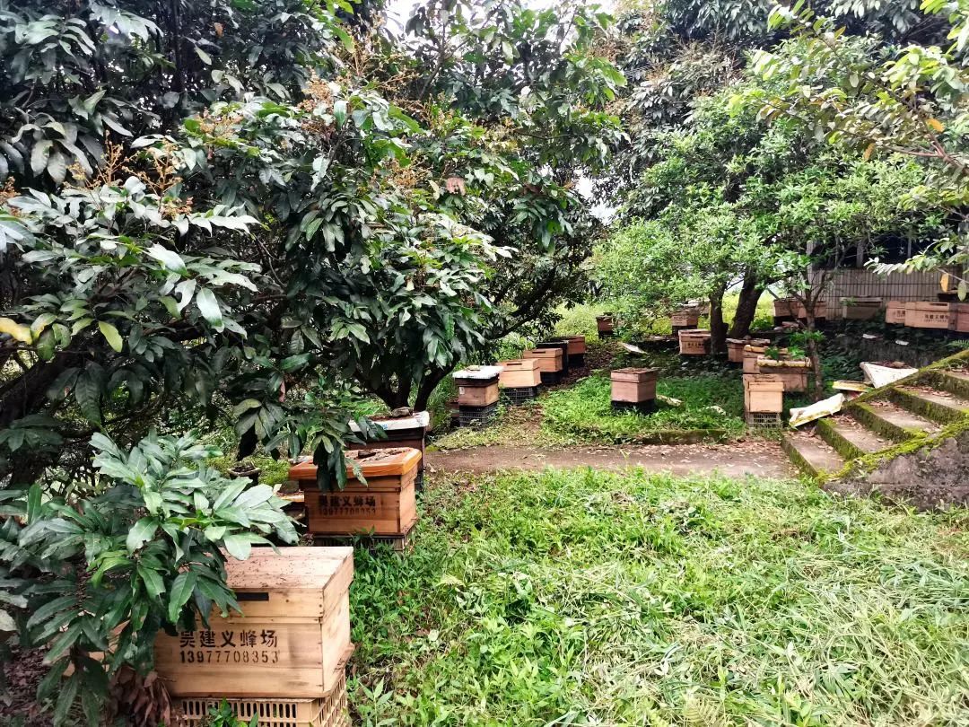 蜜甜，菜甜，幸福的生活更甜