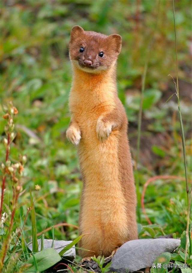 黄鼠狼会记仇是封建迷信吗,黄鼠狼白天有什么征兆