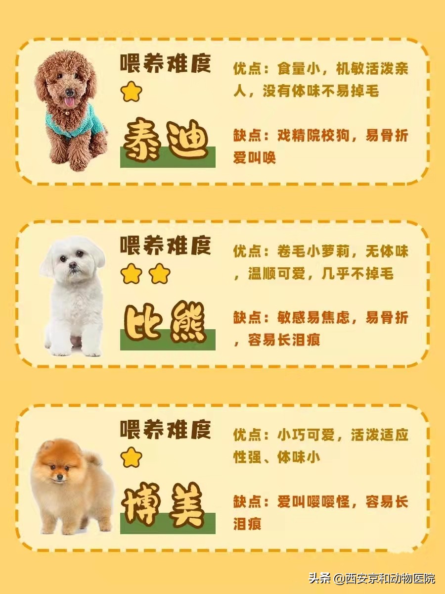 关于狗狗的养狗知识大全,狗狗怎么养注意事项大全