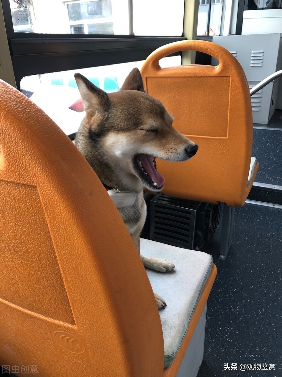 在外地宠物怎么带回家,外地买的宠物狗怎么带回家