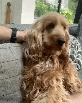 有一种狗很臭,狗狗身上很臭咋办