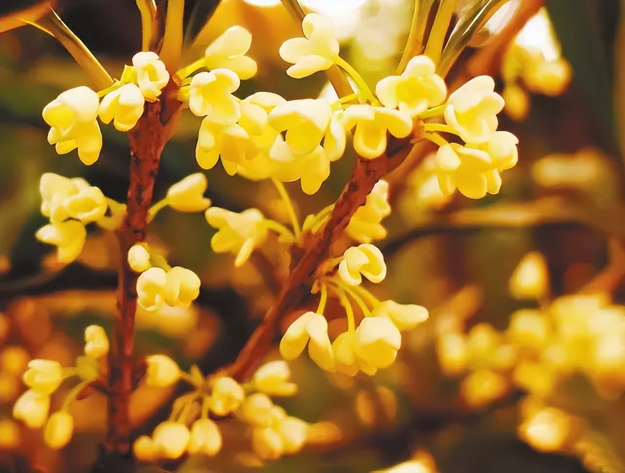 中国传统十大名花排名及文化内涵,中国十大名花惊艳世界