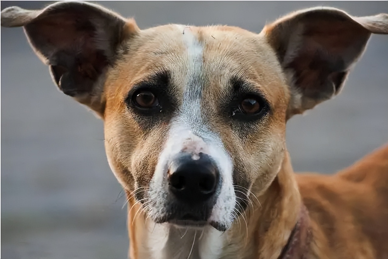 逗狗被咬索赔后续,逗狗被咬视频合集