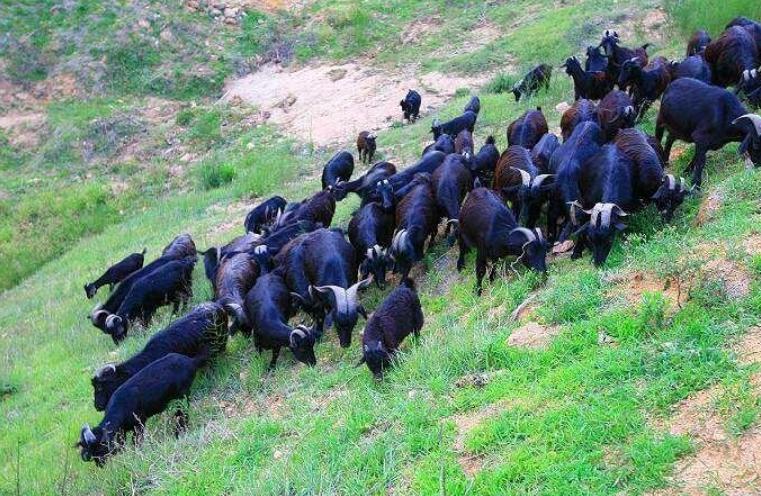 小伙放弃打工到大山里养殖,小伙放弃百万年薪转行回乡养猪