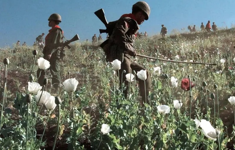 种子危机孟山都,种子巨头孟山都