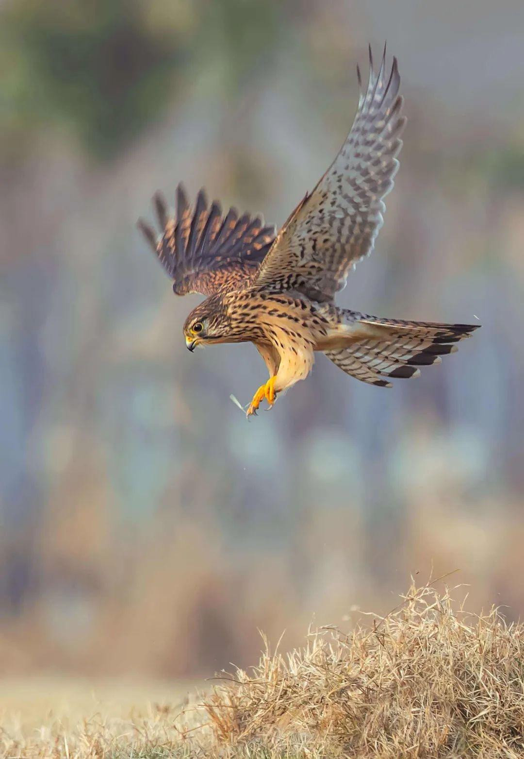 小红隼落难获救助,大妈救助一只红隼下集