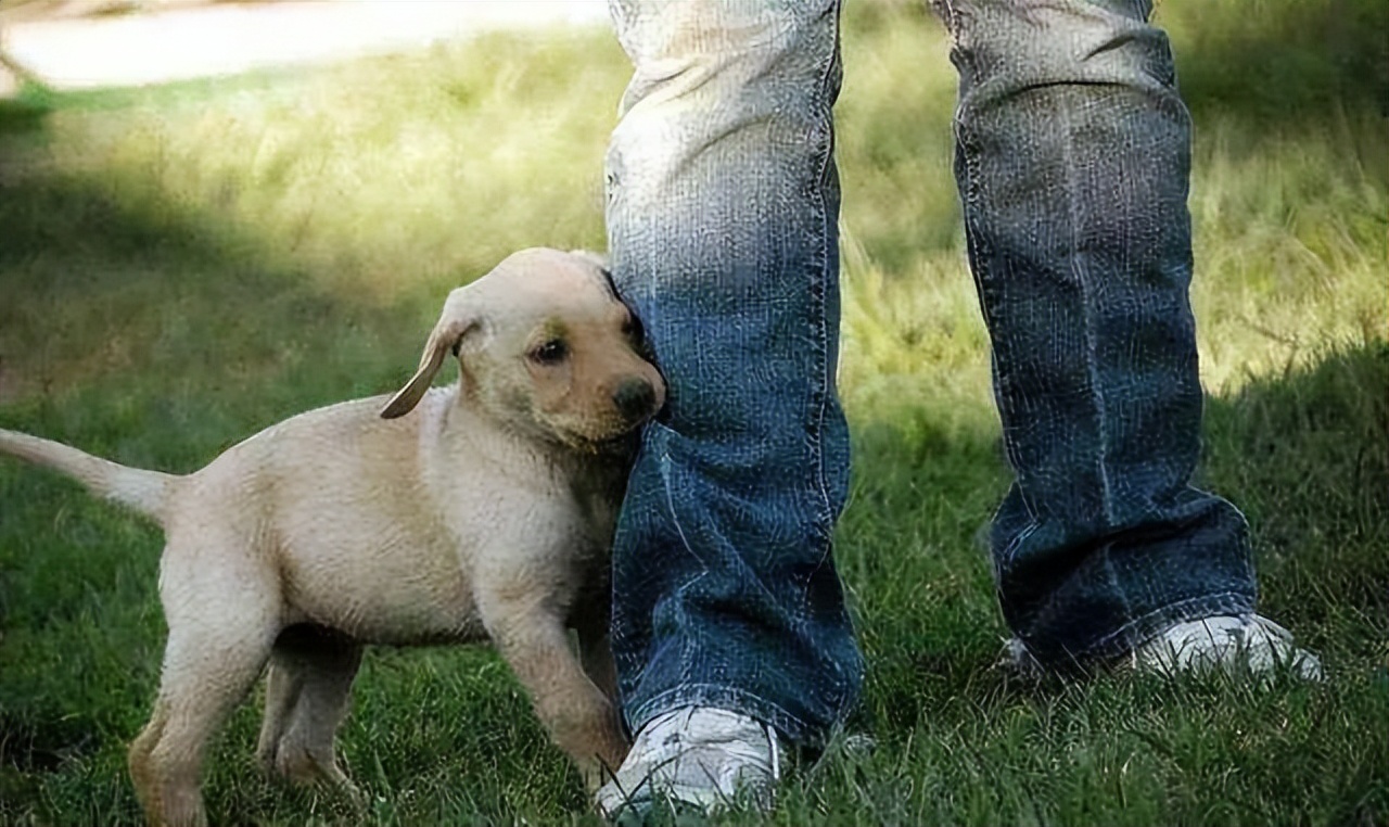 狗狗咬主人的裤腿拔腿就跑,狗狗咬主人裤脚拉着跑