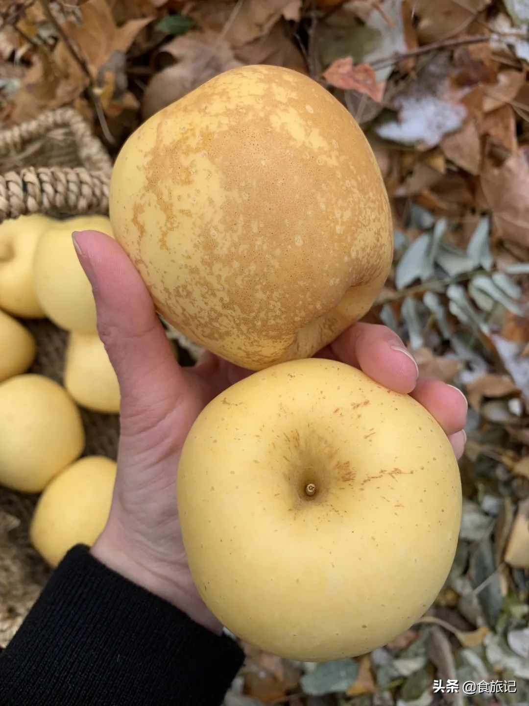 断货王！出口级威海金苹果，今日半价就能买1箱