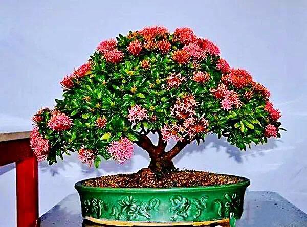 美丽的龙江河,美丽的草原我的家