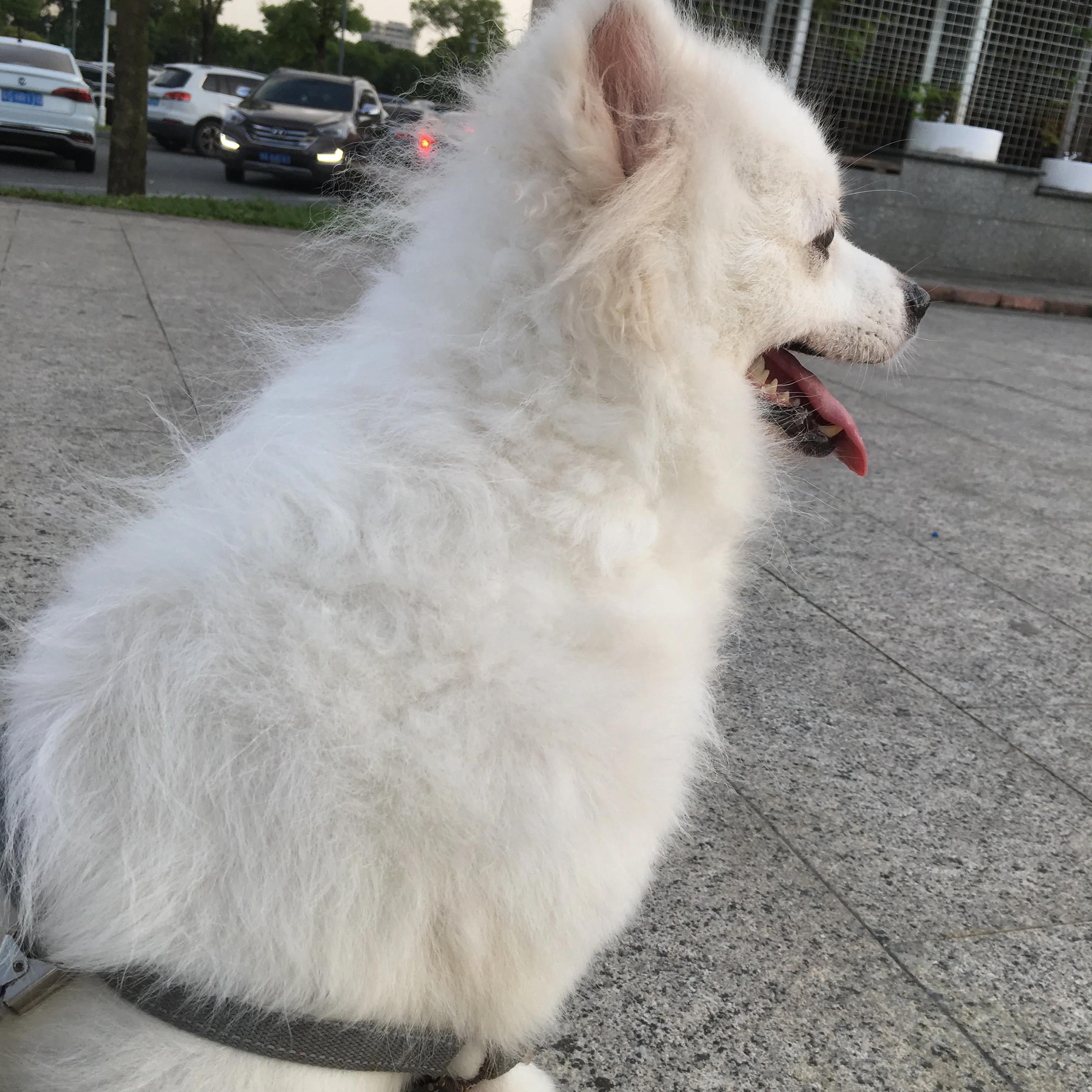 纯种银狐犬出售,纯种银狐犬照片