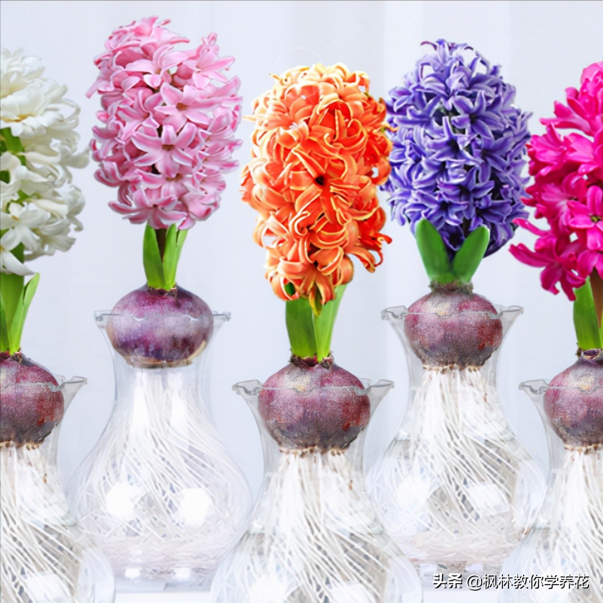 十大最香的盆花,盆栽花卉香味排名