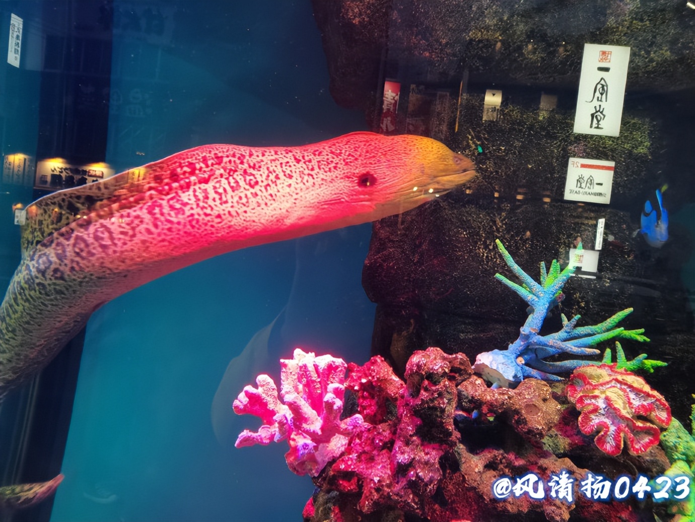 凶猛的海鳗（23——162）