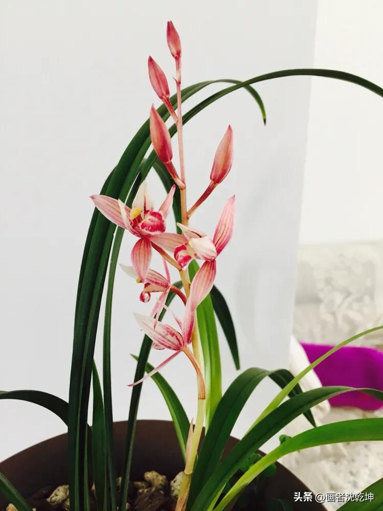 芝兰生于深谷不以无人而不芳出处,100幅历代名家兰花图值得一看再看