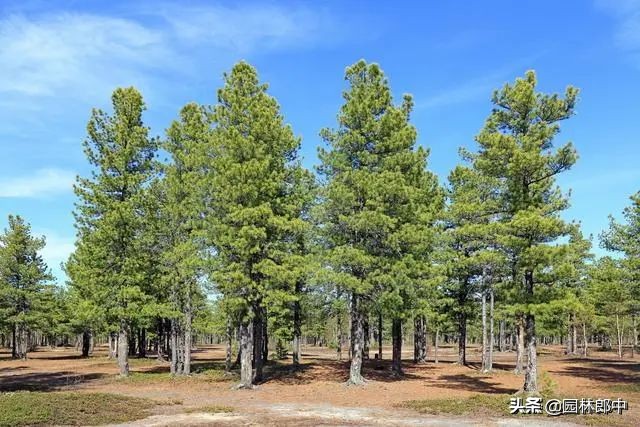 松大蚜为害标准,松树防螟虫