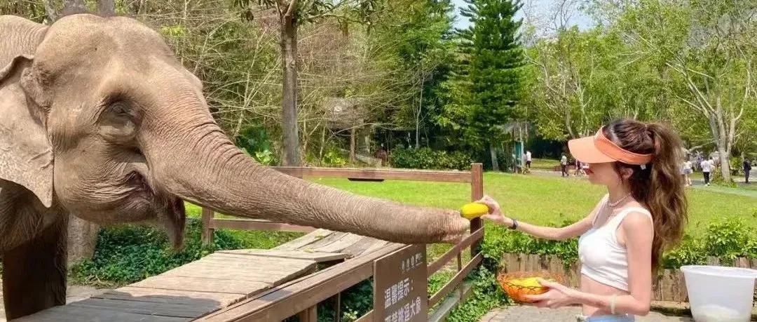 云南西双版纳风景领略异域风情,云南西双版纳真实风景