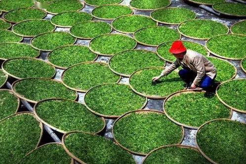 网上买茶的十大套路是什么,怎样在网上买茶靠谱