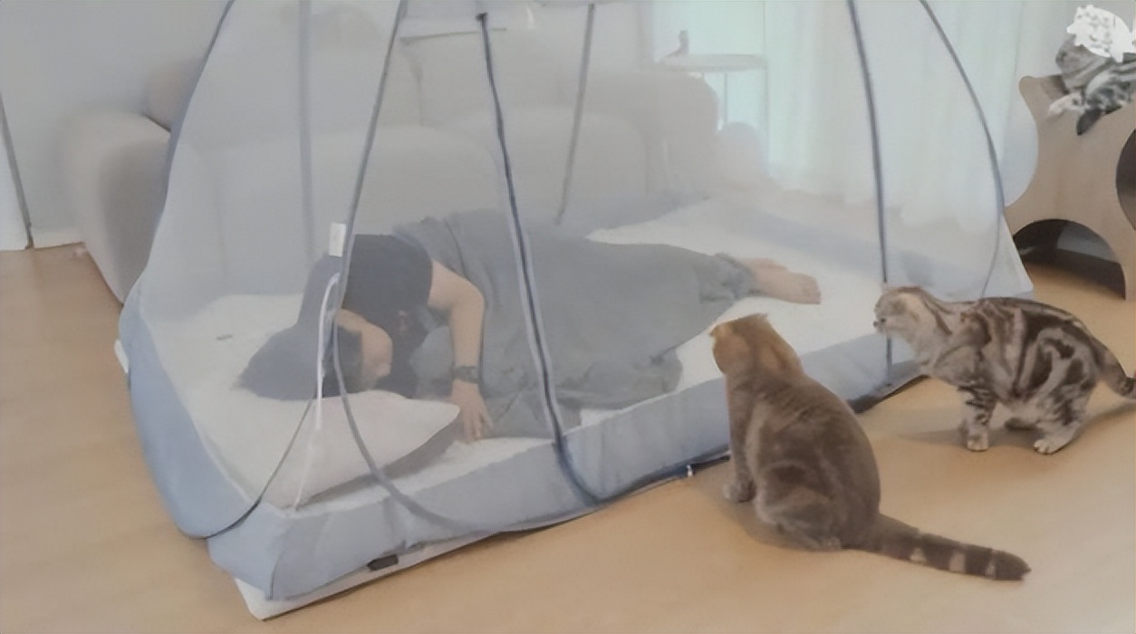 养猫vs养狗破坏力,养猫对付老鼠