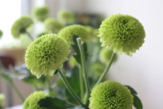 闀垮緱鍍忚冻鐞冧竴鏍风殑妞嶇墿,鍜岃冻鐞冩湁鍏崇殑妞嶇墿