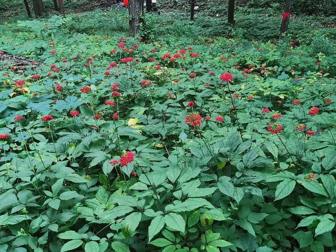 园参鲜人参多少钱一斤,园参林下参野人参哪个好