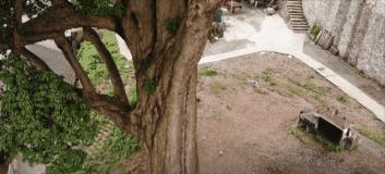 贵州发现50米高的千年金丝楠木,贵州有一棵金丝楠木价值十亿