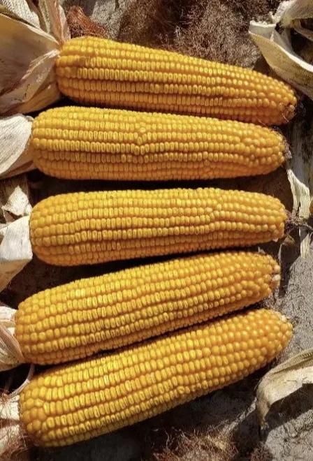 最新国审双抗高产玉米种子,2021年国审十大多抗高产新品种