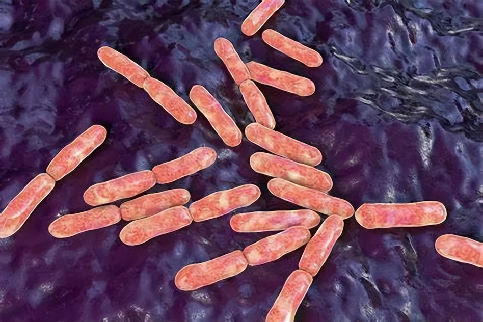 肠道双歧杆菌的功效及作用,双歧杆菌属于肠道的有益菌吗