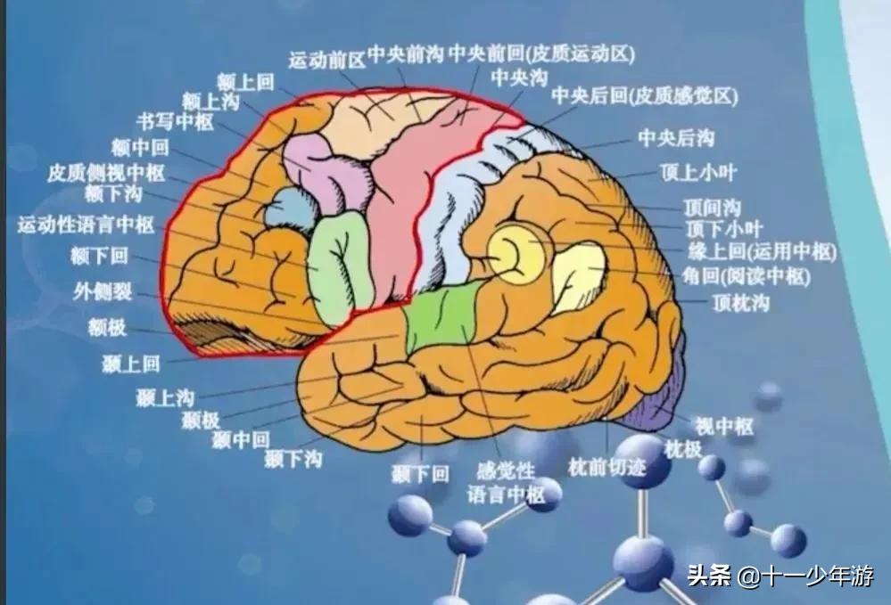 大脑的结构解剖示意图,大脑镰下疝解剖结构