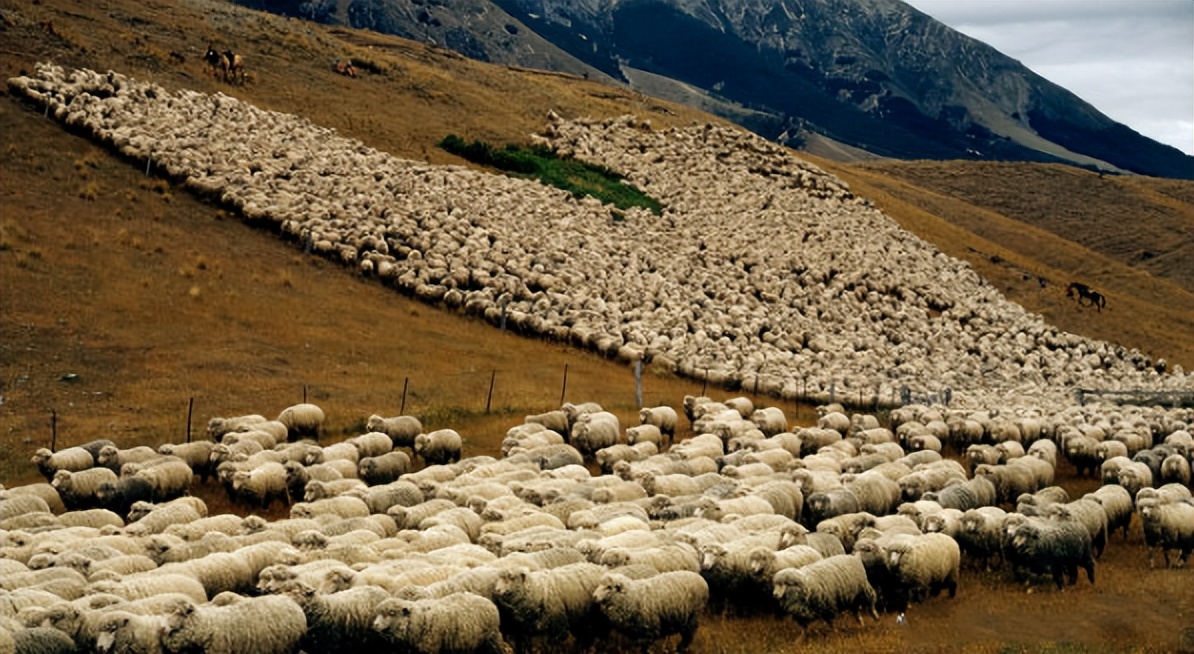 新西兰世界发达国家排名,新西兰这个国家发展如何