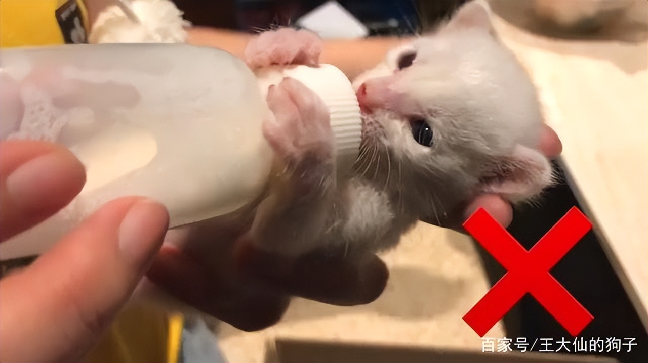 捡到流浪奶猫怎么照顾,捡到流浪小奶猫怎么办