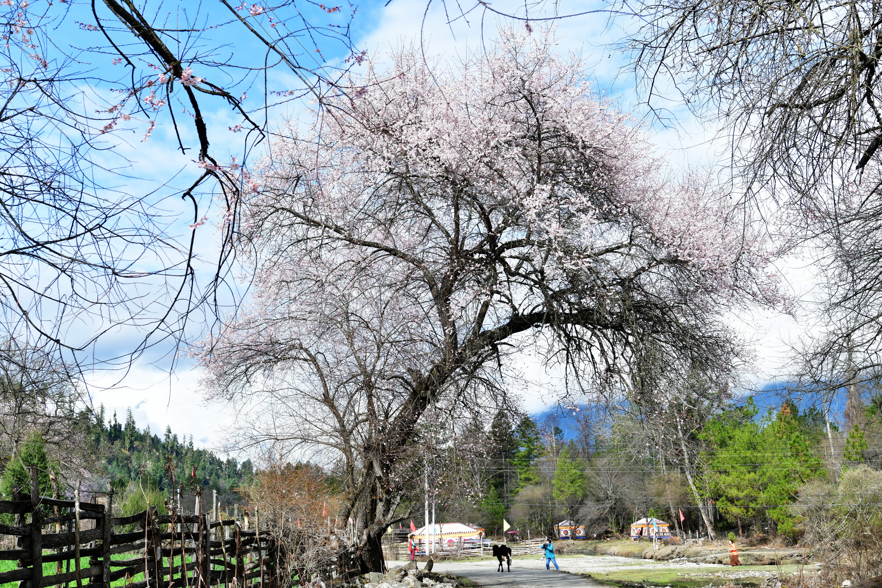 雪域林芝桃花图片 (在雪域江南西藏林芝邂逅漫山桃花)