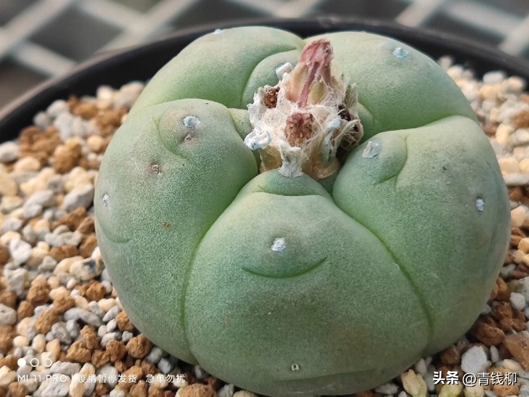 什么多肉植物跟乌羽玉像,多肉植物乌羽玉养殖