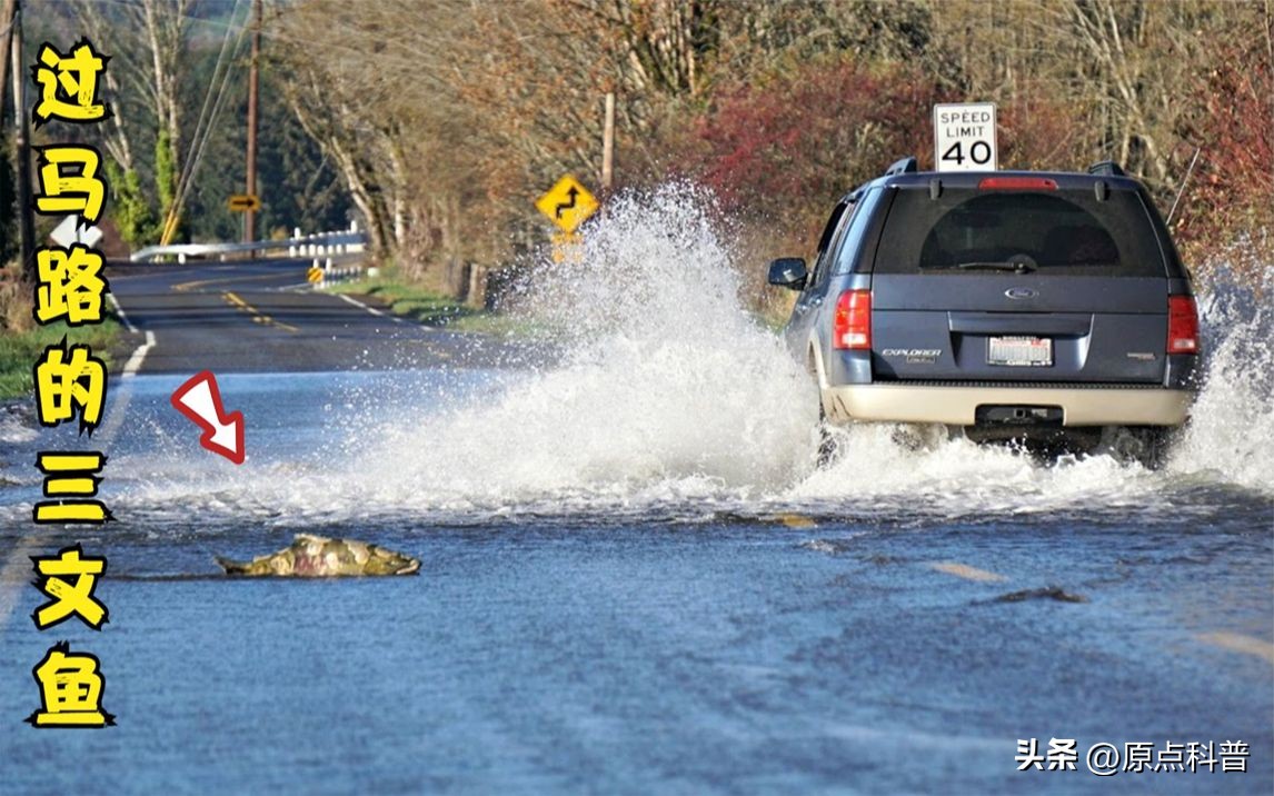 世界十大顶级海鲜排名,世界上十大最贵的十种海鲜