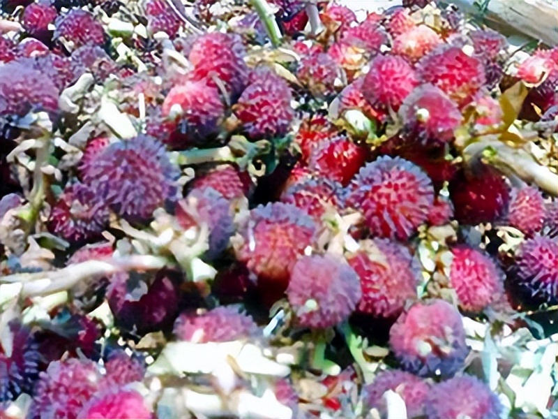 日本间谍广告,日本间谍的广告