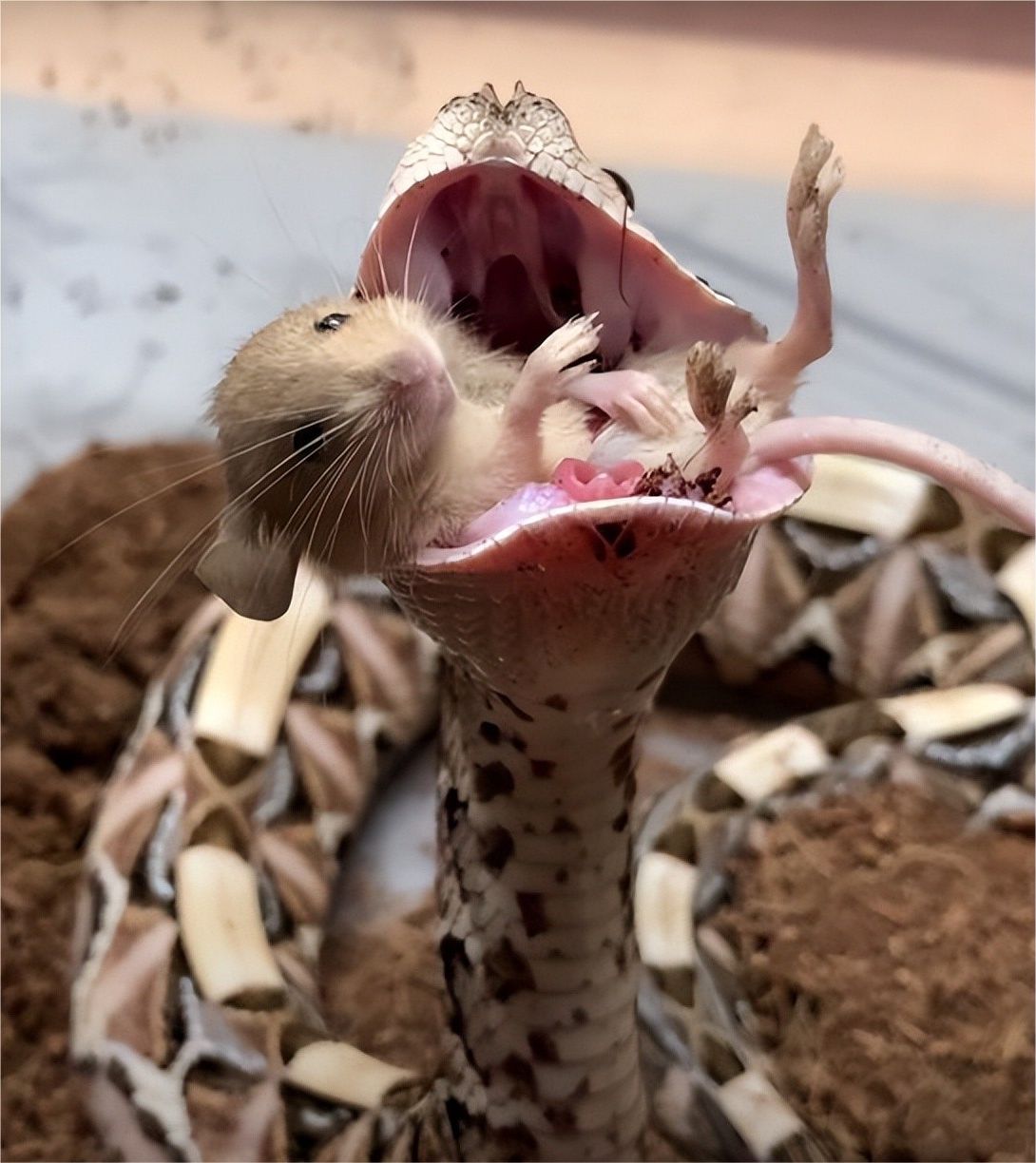 一张图看懂神奇动物,这些罕见的神奇动物到底有多可怕