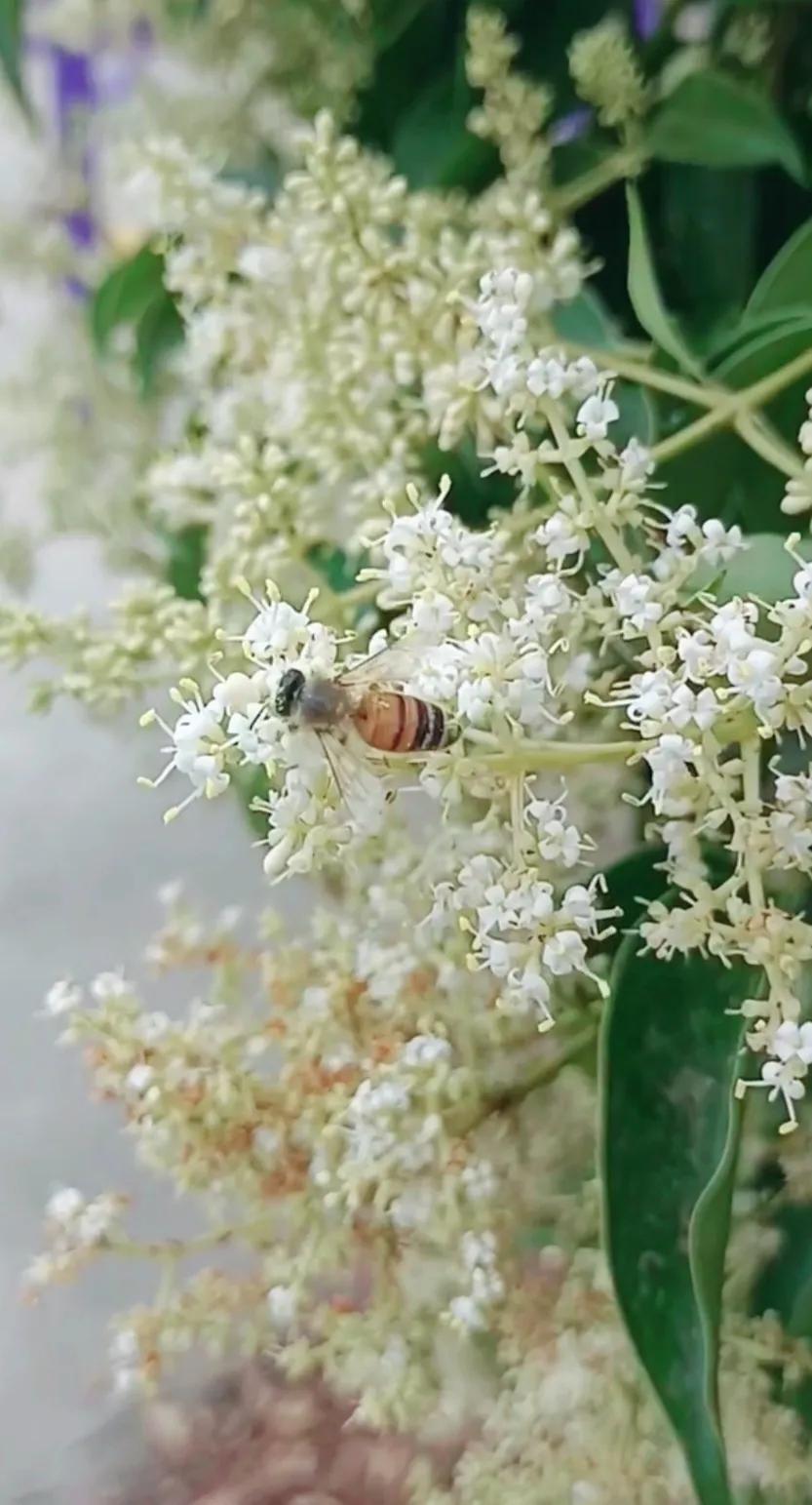 女贞子图片树木,女贞子树彩图