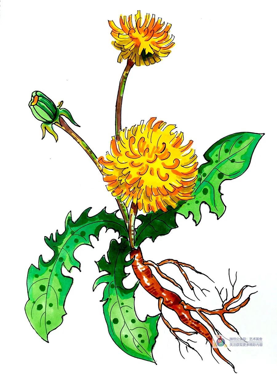 蒲公英怎么画儿童画,简单又好看的线条画蒲公英